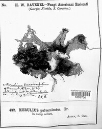 Meruliporia pulverulenta image
